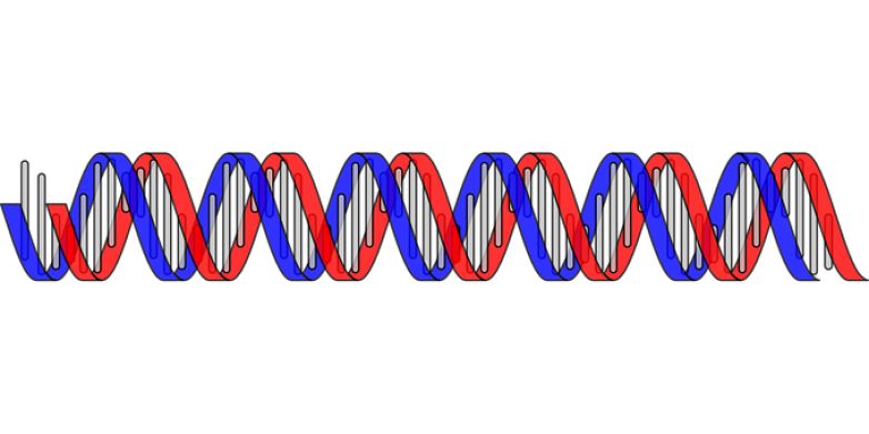TEST GENETICO- DNA-